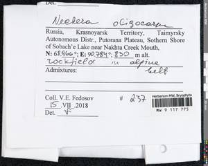 Neckera oligocarpa Bruch, Гербарий мохообразных, Мхи - Красноярский край, Тыва и Хакасия (B17) (Россия)