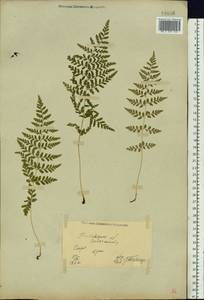 Пузырник ломкий (L.) Bernh., Восточная Европа, Северо-Украинский район (E11) (Украина)