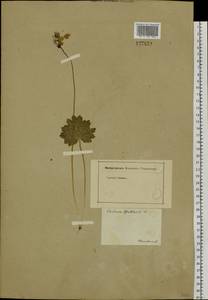 Primula matthioli subsp. sibirica (Andrz. ex Besser) Kovt., Сибирь, Прибайкалье и Забайкалье (S4) (Россия)