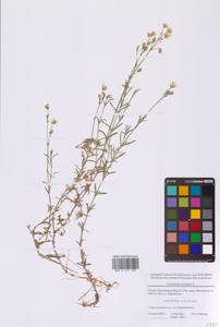 Ясколка полевая L., Восточная Европа, Московская область и Москва (E4a) (Россия)