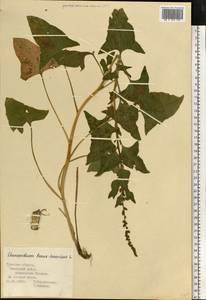 Блитум доброго Генриха (L.) Rchb., Восточная Европа, Центральный район (E4) (Россия)
