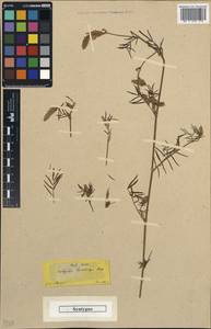 Onobrychis arenaria subsp. lasiostachya (Boiss.)Hayek, Зарубежная Азия (ASIA) (Турция)