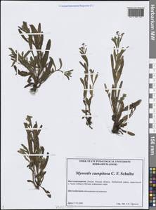 Myosotis laxa subsp. laxa, Сибирь, Западная Сибирь (S1) (Россия)