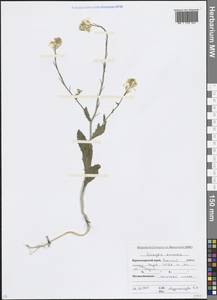 Rhamphospermum arvense (L.) Andrz. ex Besser, Кавказ, Краснодарский край и Адыгея (K1a) (Россия)