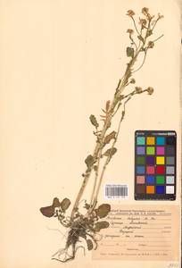 Сурепка обыкновенная W.T.Aiton, Восточная Европа, Центральный лесостепной район (E6) (Россия)