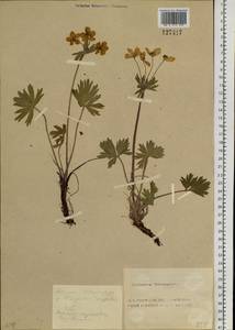 Anemonastrum narcissiflorum subsp. crinitum (Juz.) Raus, Сибирь, Алтай и Саяны (S2) (Россия)