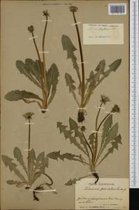 Taraxacum pallidulum H. H. Lindb., Западная Европа (EUR) (Швеция)