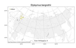 × Elyleymus bergrothii (H.Lindb.) Conert, Атлас флоры России (FLORUS) (Россия)