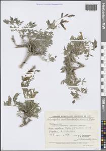 Астрагал черно-желтый Korovin & Popov, Средняя Азия и Казахстан, Памир и Памиро-Алай (M2) (Узбекистан)