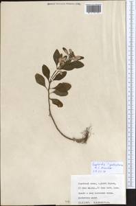 Euphorbia heterophylla var. cyathophora (Murray) Griseb., Зарубежная Азия (ASIA) (Британская территория в Индийском океане)