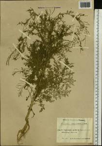 Дескурения Софии (L.) Webb ex Prantl, Восточная Европа, Восточный район (E10) (Россия)