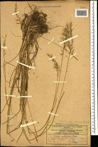 Avenula pubescens (Huds.) Dumort., Кавказ, Азербайджан (K6) (Азербайджан)