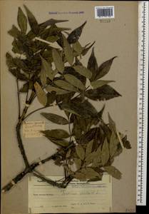 Ясень высокий, Ясень обыкновенный L., Кавказ, Азербайджан (K6) (Азербайджан)