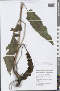 Rumex confertus × crispus, Восточная Европа, Центральный район (E4) (Россия)