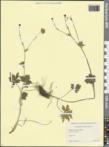 Лютик Бузе Boiss., Кавказ, Ставропольский край, Карачаево-Черкесия, Кабардино-Балкария (K1b) (Россия)