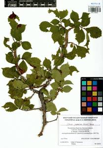 Ulmus davidiana var. japonica (Rehder) Nakai, Сибирь, Прибайкалье и Забайкалье (S4) (Россия)