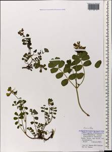 Coronilla orientalis subsp. balansae (Boiss.) Zernov, Кавказ, Краснодарский край и Адыгея (K1a) (Россия)