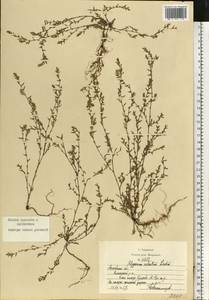 Спорыш обыкновенный вытаптываемый (Lindm.) Wissk., Восточная Европа, Московская область и Москва (E4a) (Россия)