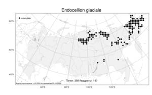 Endocellion glaciale, Эндоцеллион ледниковый (Ledeb.) Kuprian., Атлас флоры России (FLORUS) (Россия)