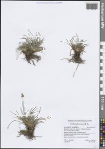 Фимбристилис зонтиковидный R.Br., Зарубежная Азия (ASIA) (Йемен)