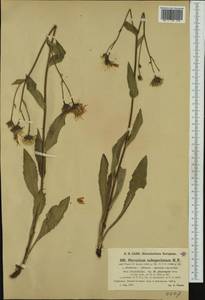 Hieracium glaucopsis Gren. & Godr., Западная Европа (EUR) (Франция)