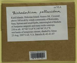 Dichodontium pellucidum (Hedw.) Schimp., Гербарий мохообразных, Мхи - Дальний Восток (без Чукотки и Камчатки) (B20) (Россия)