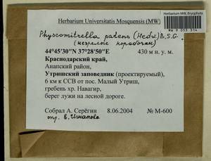 Physcomitrium patens (Hedw.) Mitt., Гербарий мохообразных, Мхи - Северный Кавказ и Предкавказье (B12) (Россия)