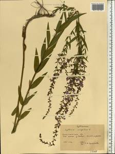 Дербенник лозный L., Восточная Европа, Западно-Украинский район (E13) (Украина)