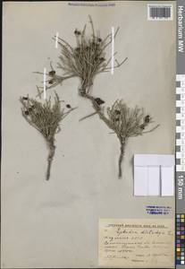 Хвойник двухколосковый, Эфедра двуколосковая L., Средняя Азия и Казахстан, Муюнкумы, Прибалхашье и Бетпак-Дала (M9) (Казахстан)