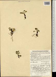 Oxygraphis kamchatica (DC.) R. R. Stewart, Монголия (MONG) (Монголия)