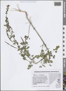 Arivela viscosa (L.) Raf., Зарубежная Азия (ASIA) (ОАЭ)