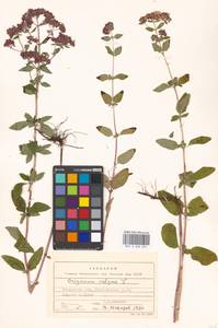 Душица обыкновенная L., Восточная Европа, Московская область и Москва (E4a) (Россия)