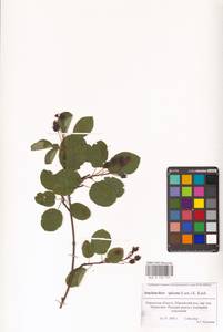 Amelanchier × spicata (Lam.) K.Koch, Восточная Европа, Волжско-Камский район (E7) (Россия)