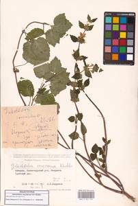 Зеленчук желтый (L.) L., Кавказ, Грузия (K4) (Грузия)