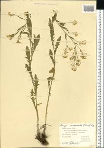 Rorippa × armoracioides (Tausch) Fuss, Восточная Европа, Средневолжский район (E8) (Россия)
