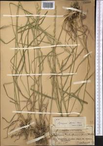 Thinopyrum intermedium subsp. intermedium, Средняя Азия и Казахстан, Западный Тянь-Шань и Каратау (M3) (Казахстан)