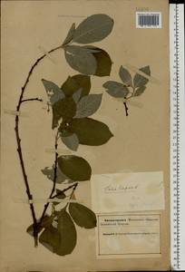 Ива козья L., Восточная Европа, Северный район (E1) (Россия)