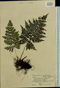 Dryopteris dilatata subsp. dilatata, Восточная Европа, Западно-Украинский район (E13) (Украина)