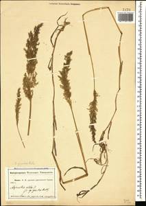 Полевица гигантская Roth, Кавказ, Абхазия (K4a) (Абхазия)