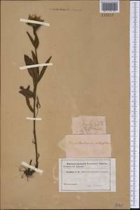 Pentanema salicinum subsp. salicinum, Сибирь и Дальний Восток (без точных местонахождений) (S0) (Россия)
