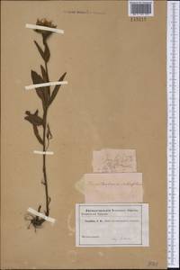 Pentanema salicinum (L.) D. Gut. Larr., Santos-Vicente, Anderb., E. Rico & M. M. Mart. Ort., Сибирь и Дальний Восток (без точных местонахождений) (S0) (Россия)
