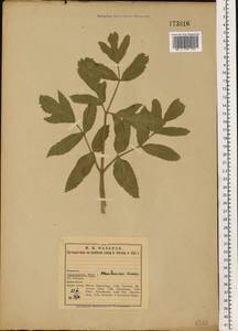 Дудник лекарственный, Дягиль лекарственный L., Восточная Европа, Северный район (E1) (Россия)