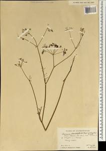 Elwendia chaerophylloides (Regel & Schmalh.) Pimenov & Kljuykov, Зарубежная Азия (ASIA) (Афганистан)