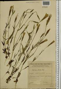 Горечавочник бородатый (Froel.) Ma, Сибирь, Прибайкалье и Забайкалье (S4) (Россия)