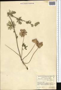 Борец круглолистный Kar. & Kir., Средняя Азия и Казахстан, Северный и Центральный Тянь-Шань (M4) (Киргизия)