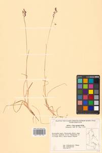 Мятлик арктический R.Br., Сибирь, Чукотка и Камчатка (S7) (Россия)