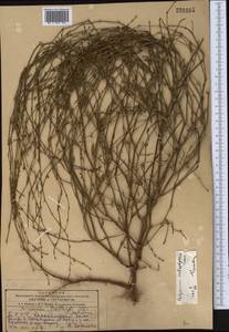 Спорыш почти-безлистный Sumnev., Средняя Азия и Казахстан, Копетдаг, Бадхыз, Малый и Большой Балхан (M1) (Туркмения)