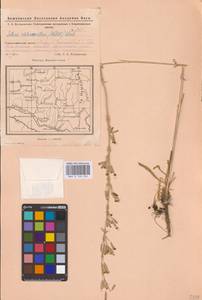 Смолевка зеленоцветковая (Willd.) Ehrh., Восточная Европа, Восточный район (E10) (Россия)