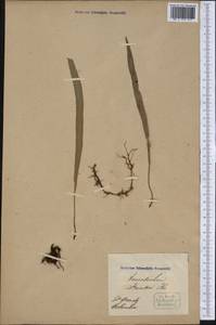 Elaphoglossum lindigii (H. Karst.) T. Moore, Америка (AMER) (Колумбия)