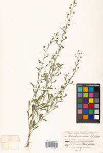 Льняночка малая, Хеноринум малый (L.) Lange, Восточная Европа, Московская область и Москва (E4a) (Россия)